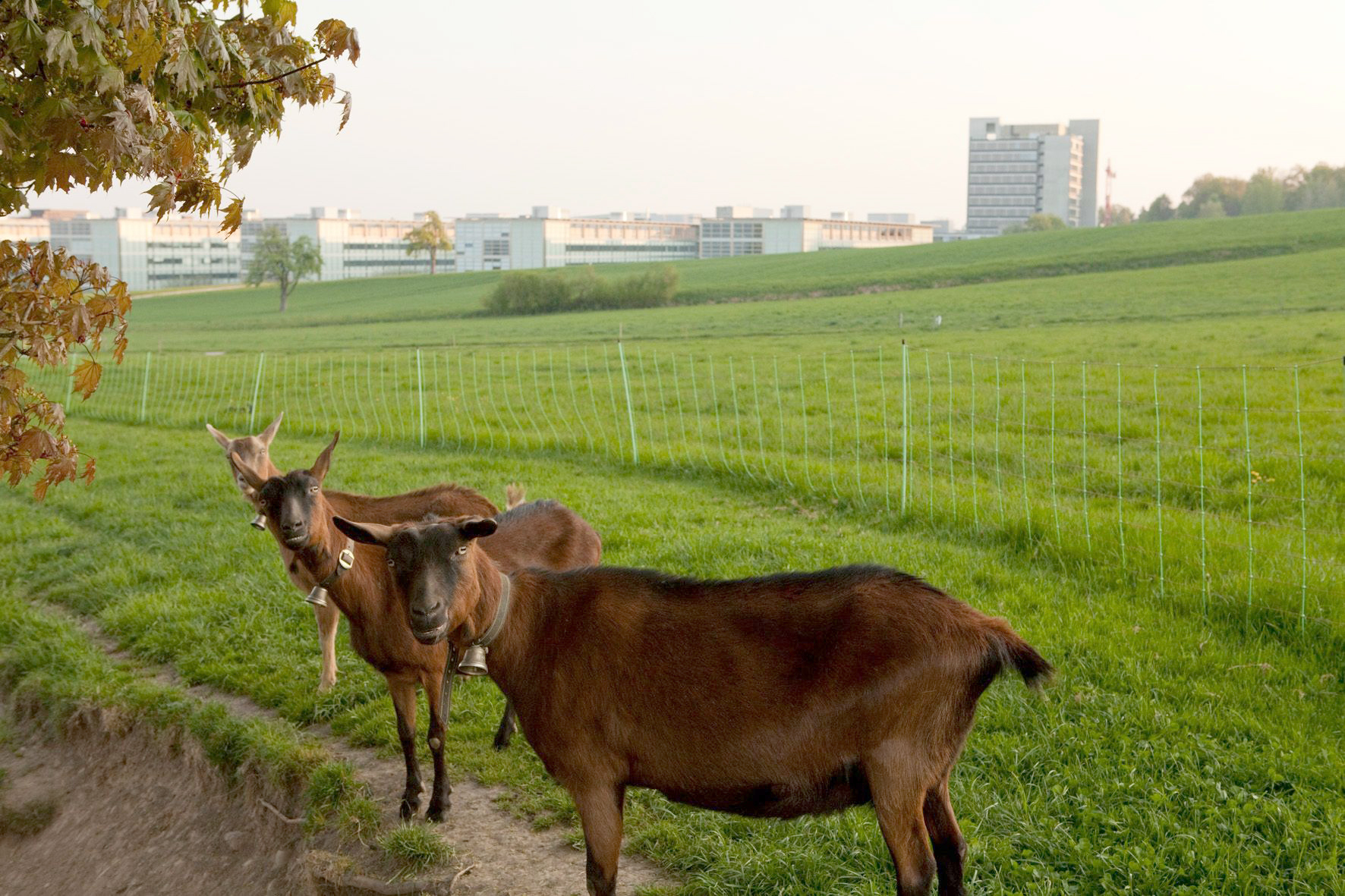 Enlarged view: Goats in front of chemistry building